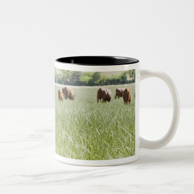 Cows standing in meadow Two-Tone coffee mug (Right)