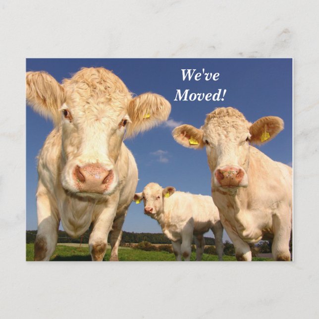 Cows We've Moved New Address Postcard (Front)