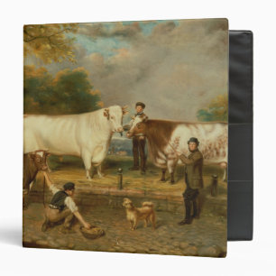 Cows with a herdsman binder