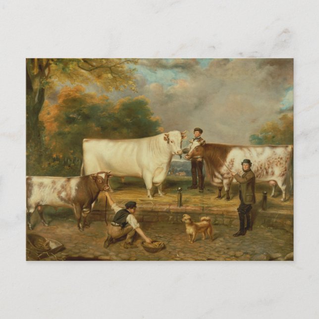 Cows with a herdsman postcard (Front)