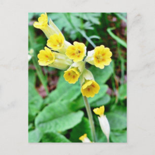 Cowslip Flower Postcard