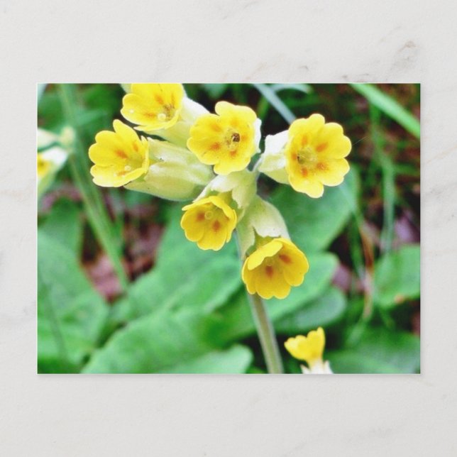 Cowslip Flower Postcard (Front)