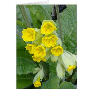 Cowslip Flowers Card