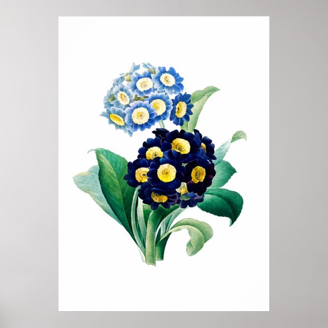 Cowslip Primrose Print by Pierre-Joseph Redouté (Front)