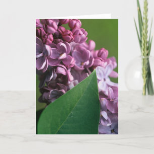 Coy Lilac Greeting Card