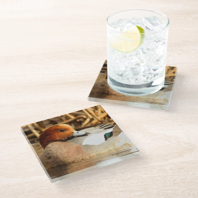 Coy Smiling Eurasian Wigeon Duck at the Pond Glass Coaster (Angled)