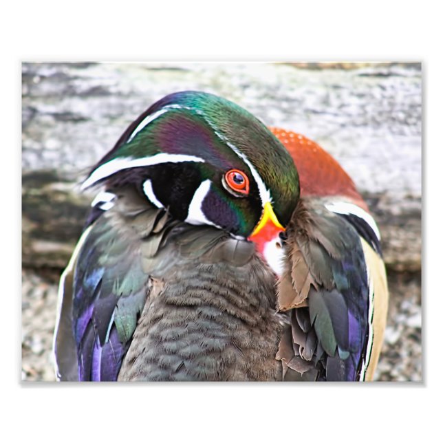 Coy Wood Duck Print (Front)