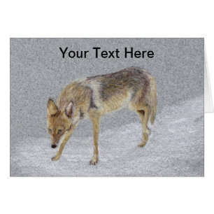Coyote