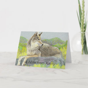 Coyote