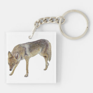 Coyote