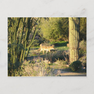 Coyote_at_dawn Postcard