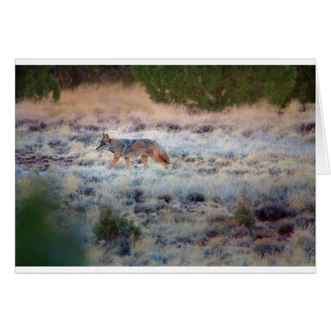 Coyote at dusk (Front Horizontal)