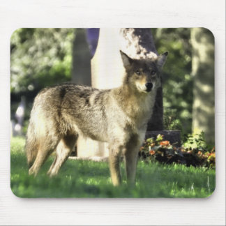 Coyote at the cemetery mouse pad