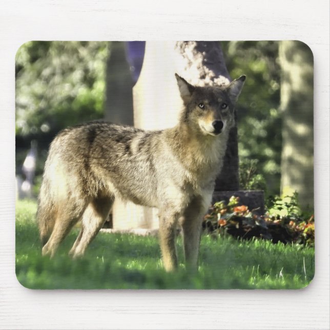 Coyote at the cemetery mouse pad (Front)