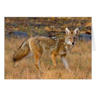 Coyote (Canis Latrans) Hunting