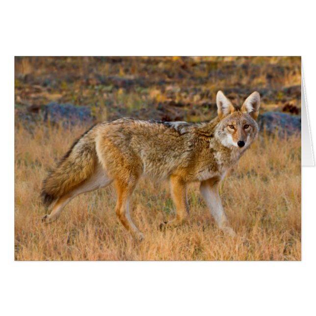 Coyote (Canis Latrans) Hunting (Front Horizontal)