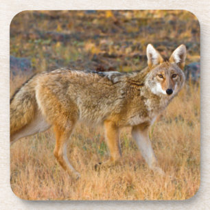 Coyote (Canis Latrans) Hunting Coaster
