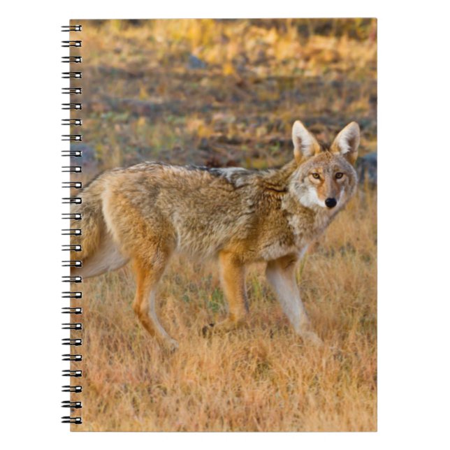 Coyote (Canis Latrans) Hunting Notebook (Front)