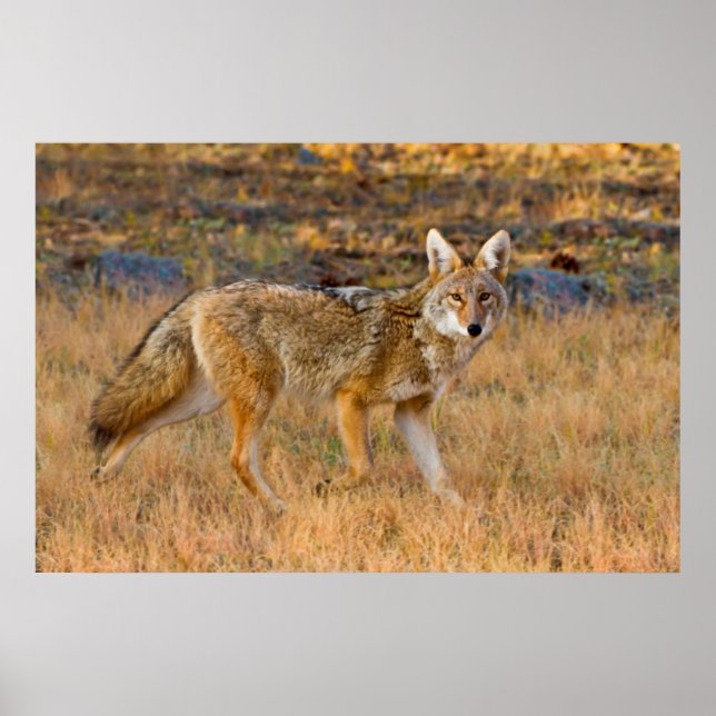 Coyote (Canis Latrans) Hunting Poster (Front)