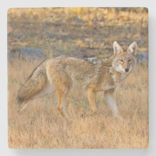 Coyote (Canis Latrans) Hunting Stone Coaster