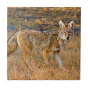 Coyote (Canis Latrans) Hunting Tile
