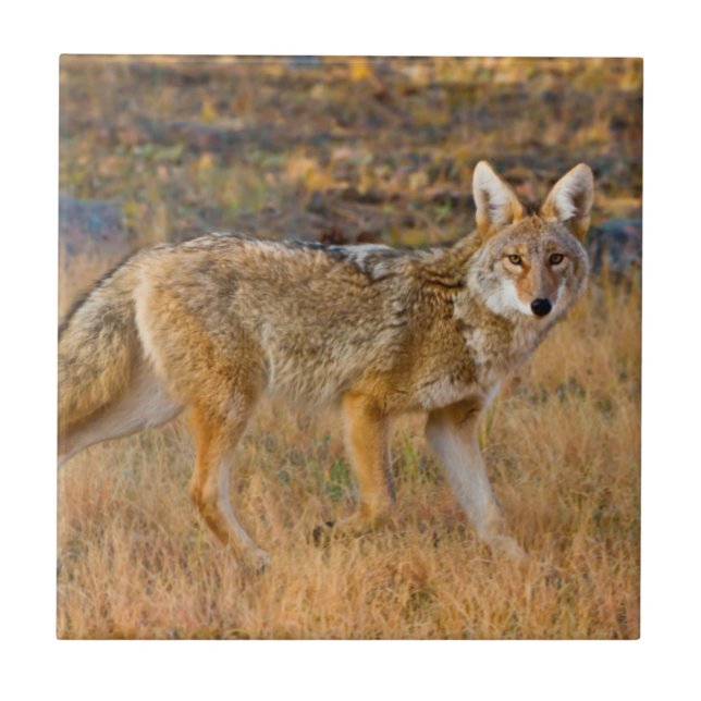 Coyote (Canis Latrans) Hunting Tile (Front)