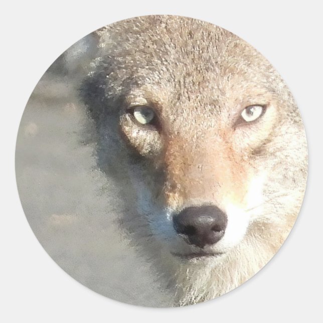 Coyote close up classic round sticker (Front)