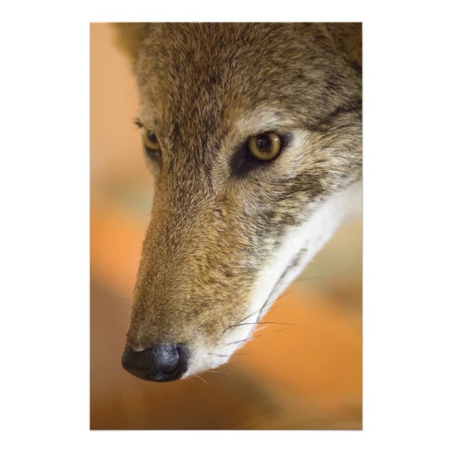 Coyote closeup photo print (Front)