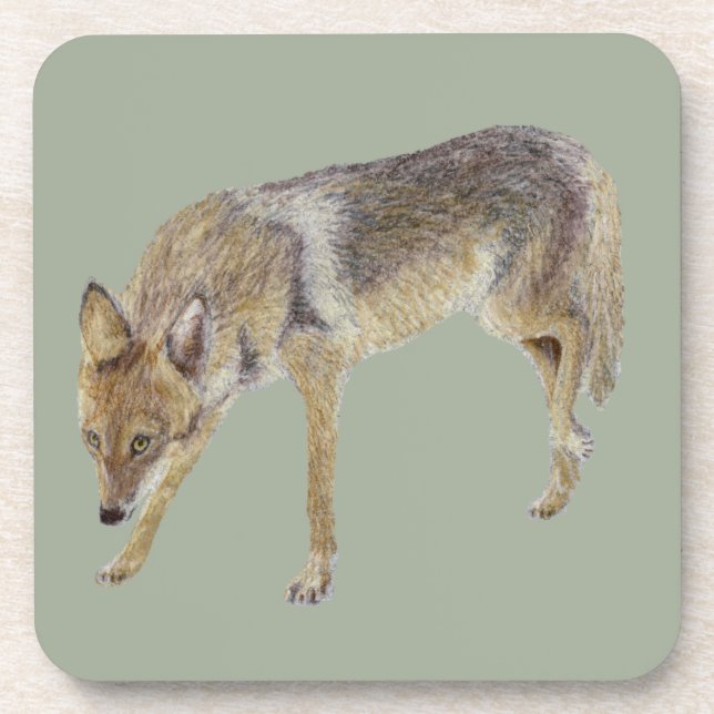 Coyote Coaster (Front)