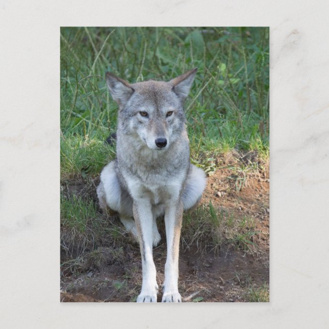 Coyote Collection Postcard (Front)
