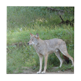 Coyote Collection Tile