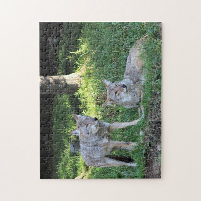 Coyote couple jigsaw puzzle (Vertical)