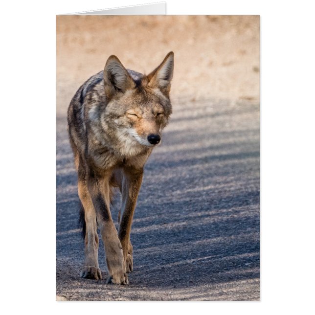 Coyote de Wiley (Devant)