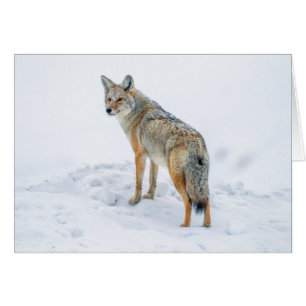 Coyote en alerte dans la neige
