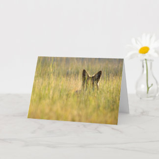 Coyote en soleil carte de voeux pliée