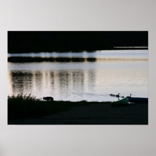 Coyote, Family of Geese, "Missing the Boat" Poster