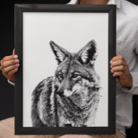 Coyote Head Portrait  Black white  Animal