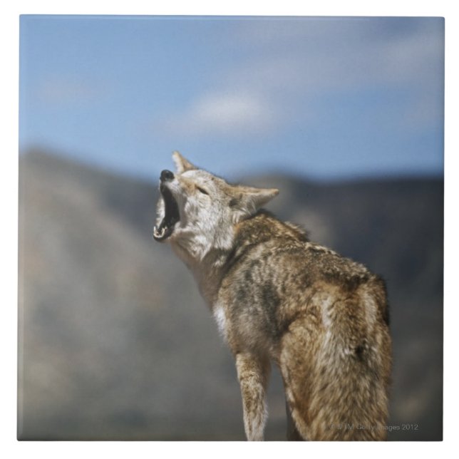 Coyote Howling From High Point Tile (Front)
