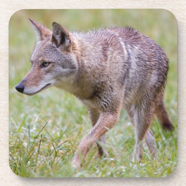 Coyote in field, Cades Cove Coaster (Front)