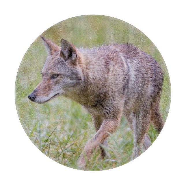 Coyote in field, Cades Cove Cutting Board (Front)