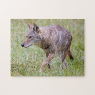 Coyote in field, Cades Cove Jigsaw Puzzle