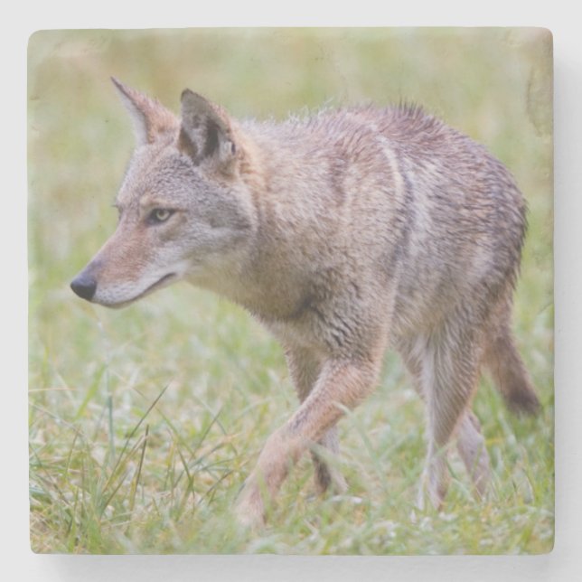 Coyote in field, Cades Cove Stone Coaster (Front)