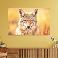 Coyote in nature