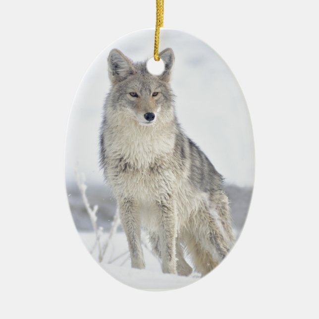Coyote in Snow at Yellowstone Ceramic Ornament (Front)