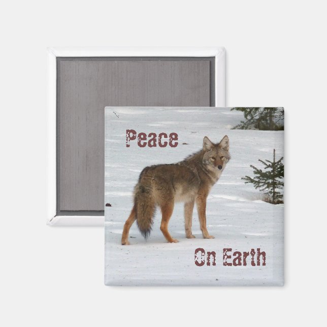 Coyote in Snow Magnet (Front/Back)