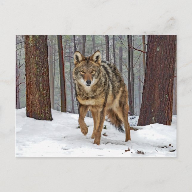 "Coyote In The Pines" Postcard (Front)
