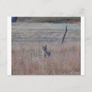 Coyote in Wind Cave National Park, South Dakota Postcard