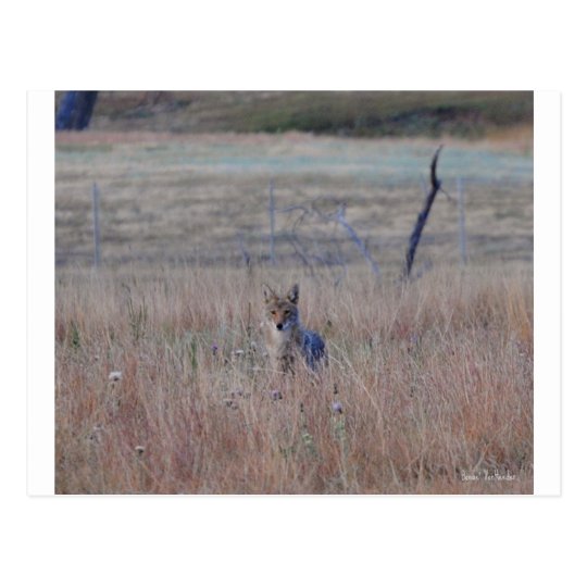 Coyote in Wind Cave National Park, South Dakota Postcard