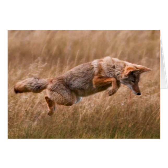 Coyote Leaping - Gibbon Meadows (Front Horizontal)