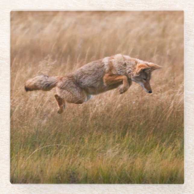 Coyote Leaping - Gibbon Meadows Glass Coaster (Front)